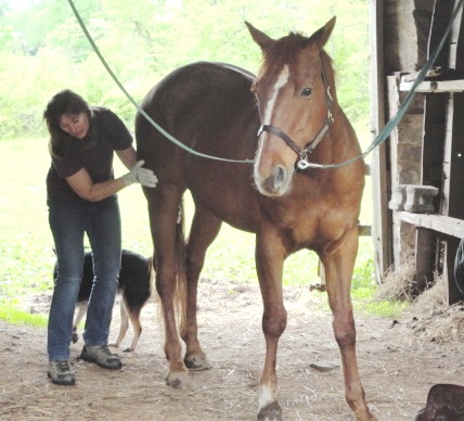 Barb Grooming Hanover